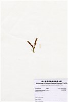 藏品(短尖假羽藻)的圖片